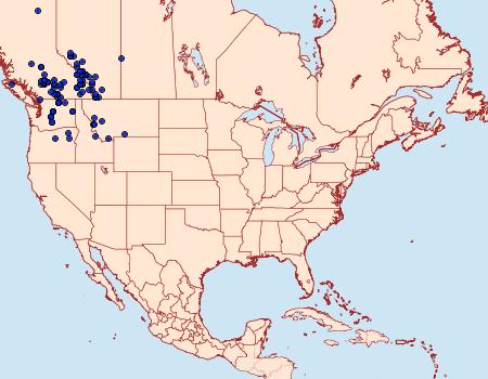 Distribution Data for Apamea sora