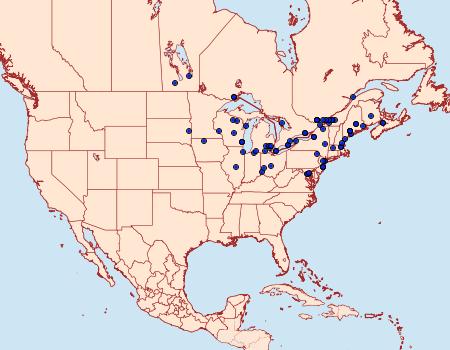 Distribution Data for Apamea apamiformis