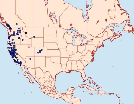 Distribution Data for Apamea cinefacta