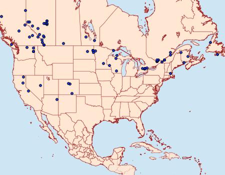 Distribution Data for Neoligia subjuncta