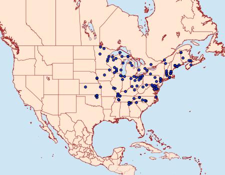 Distribution Data for Meropleon diversicolor