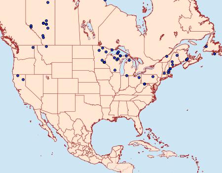 Distribution Data for Hypocoena inquinata