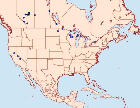 Distribution Data for Hypocoena basistriga