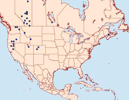 Distribution Data for Hypocoena rufostrigata