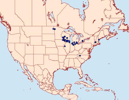 Distribution Data for Papaipema cerina