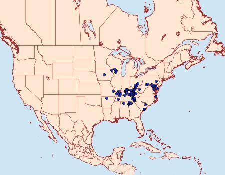 Distribution Data for Papaipema marginidens