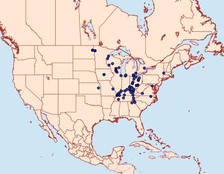 Distribution Data for Papaipema necopina