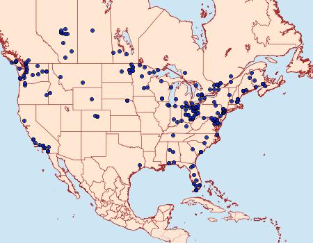 Distribution Data for Bellura obliqua