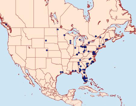 Distribution Data for Bellura densa