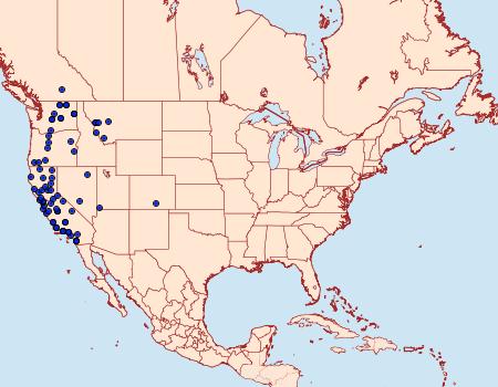 Distribution Data for Aseptis fumosa