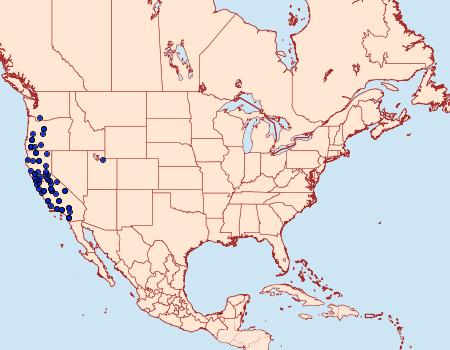 Distribution Data for Aseptis ethnica