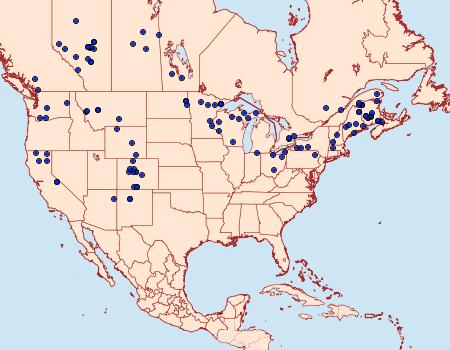 Distribution Data for Enargia infumata