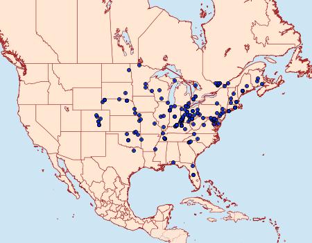 Distribution Data for Dypterygia rozmani