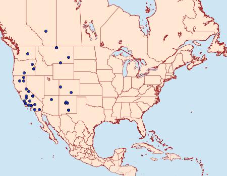 Distribution Data for Rhizagrotis cloanthoides