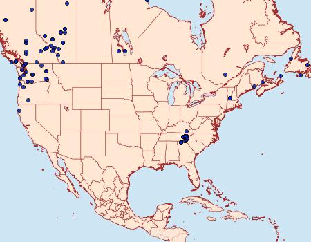 Distribution Data for Hyppa contrasta