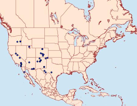 Distribution Data for Pseudanarta singula