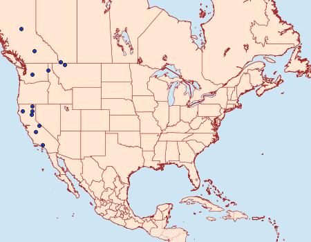 Distribution Data for Pyramidobela quinquecristata