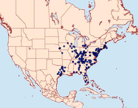 Distribution Data for Phosphila turbulenta