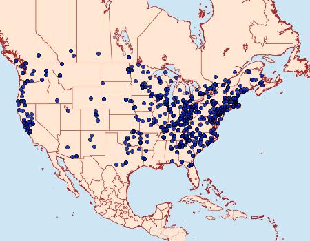 Distribution Data for Amphipyra pyramidoides