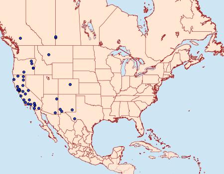 Distribution Data for Caradrina posticata