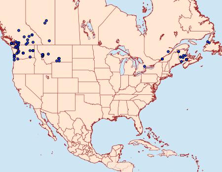 Distribution Data for Caradrina morpheus