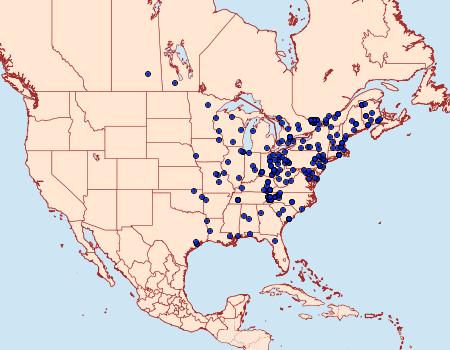 Distribution Data for Balsa labecula