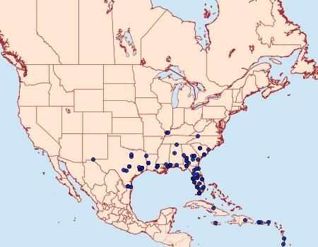 Distribution Data for Spodoptera latifascia