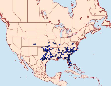 Distribution Data for Elaphria festivoides