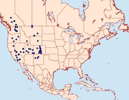 Distribution Data for Condica discistriga