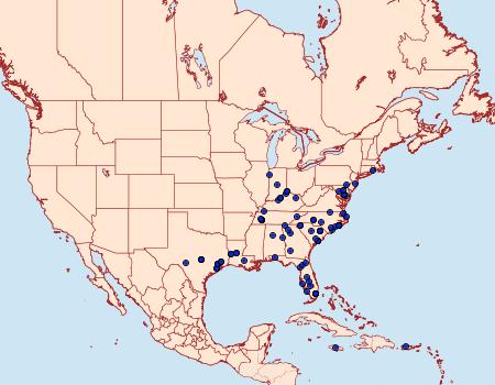 Distribution Data for Condica confederata