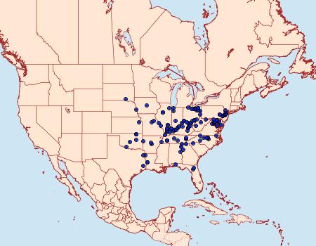 Distribution Data for Cirrhophanus triangulifer