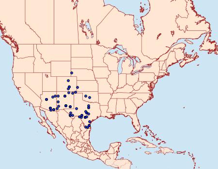 Distribution Data for Basilodes chrysopis