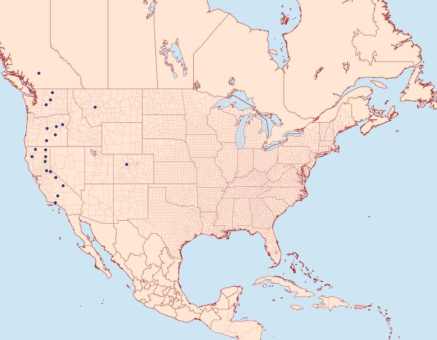 Distribution Data for Epidemas cinerea