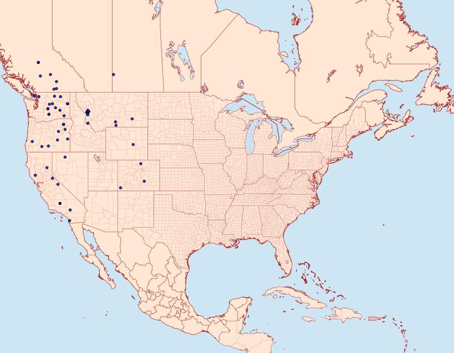 Distribution Data for Epidemas obscurus