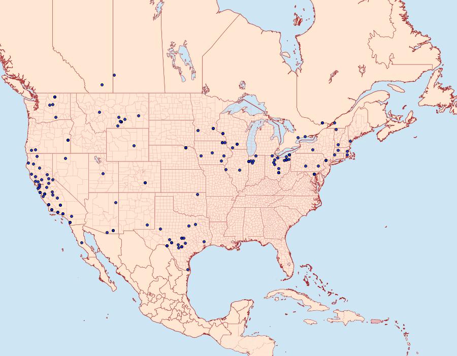 Distribution Data for Catabena lineolata