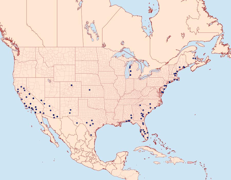 Distribution Data for Sympistis perscripta