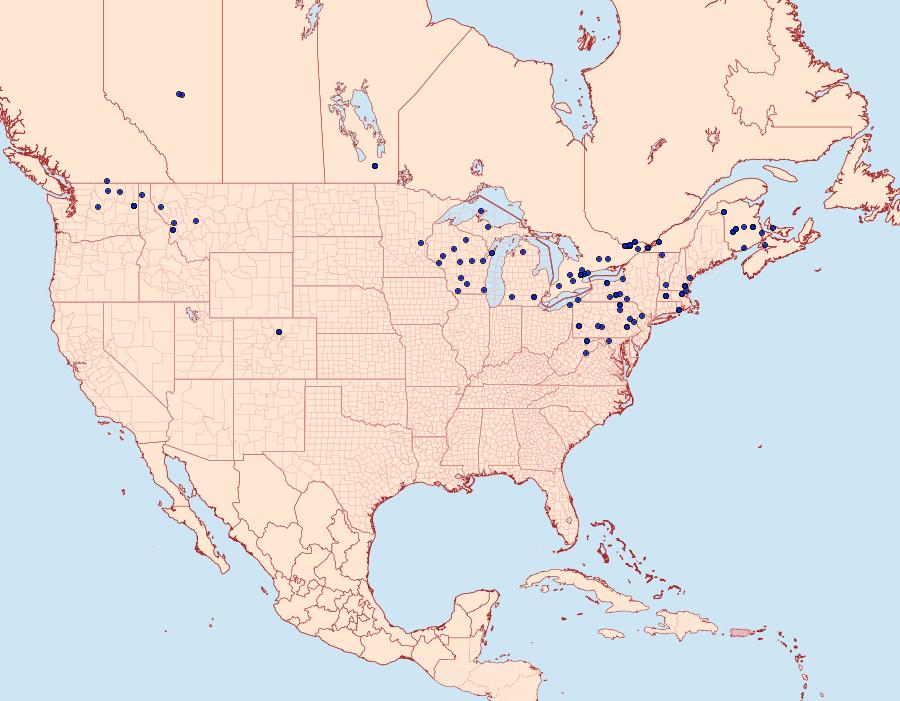 Distribution Data for Calophasia lunula