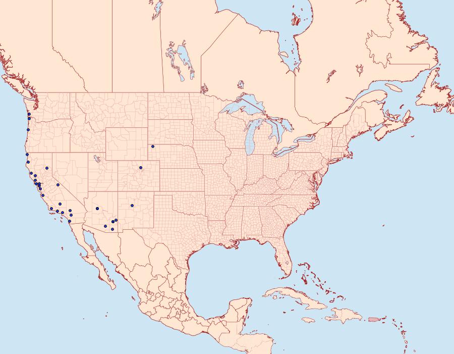 Distribution Data for Dolocucullia dentilinea