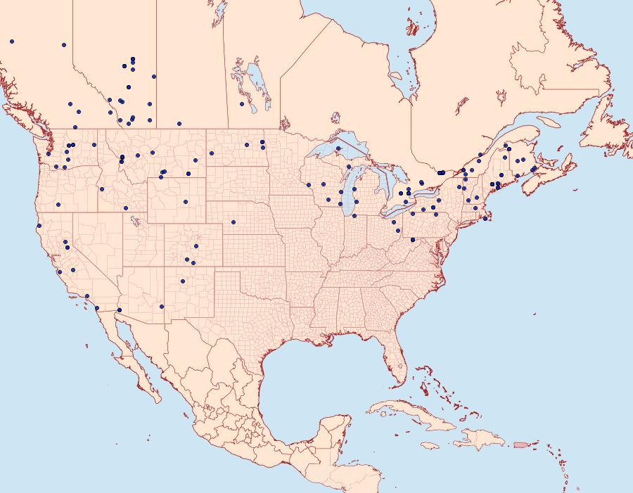 Distribution Data for Cucullia intermedia