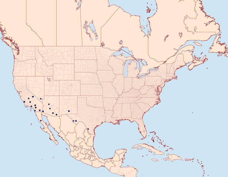 Distribution Data for Trichocosmia inornata