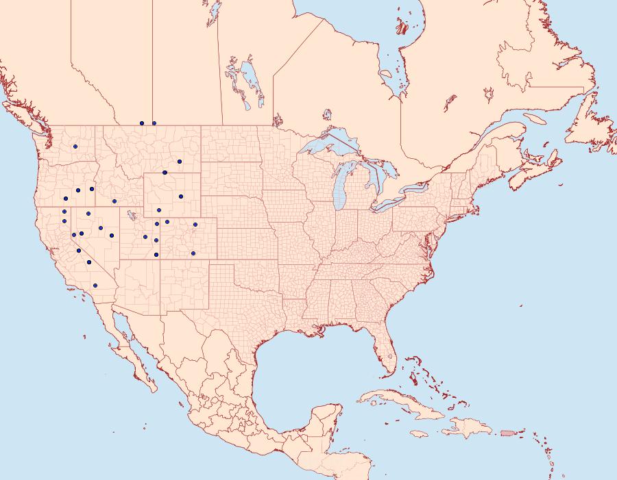 Distribution Data for Hadenella pergentilis