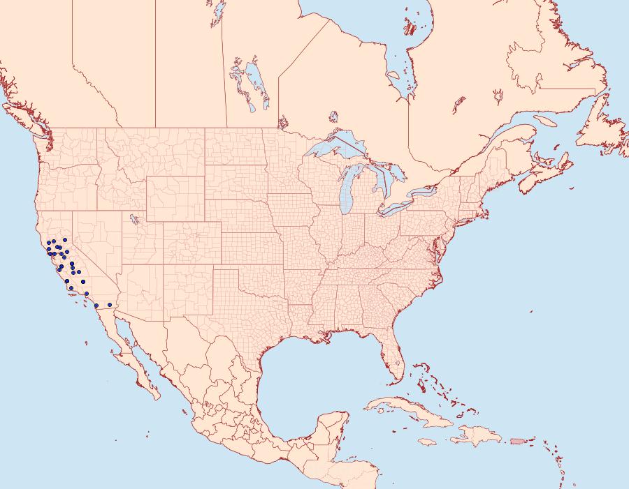 Distribution Data for Scotogramma defessa