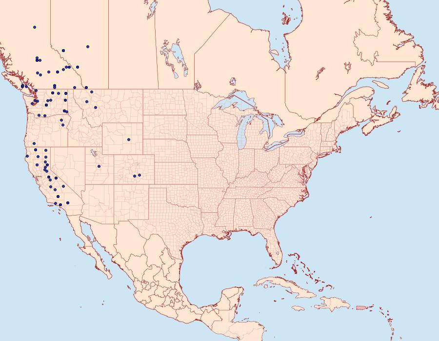 Distribution Data for Polia piniae