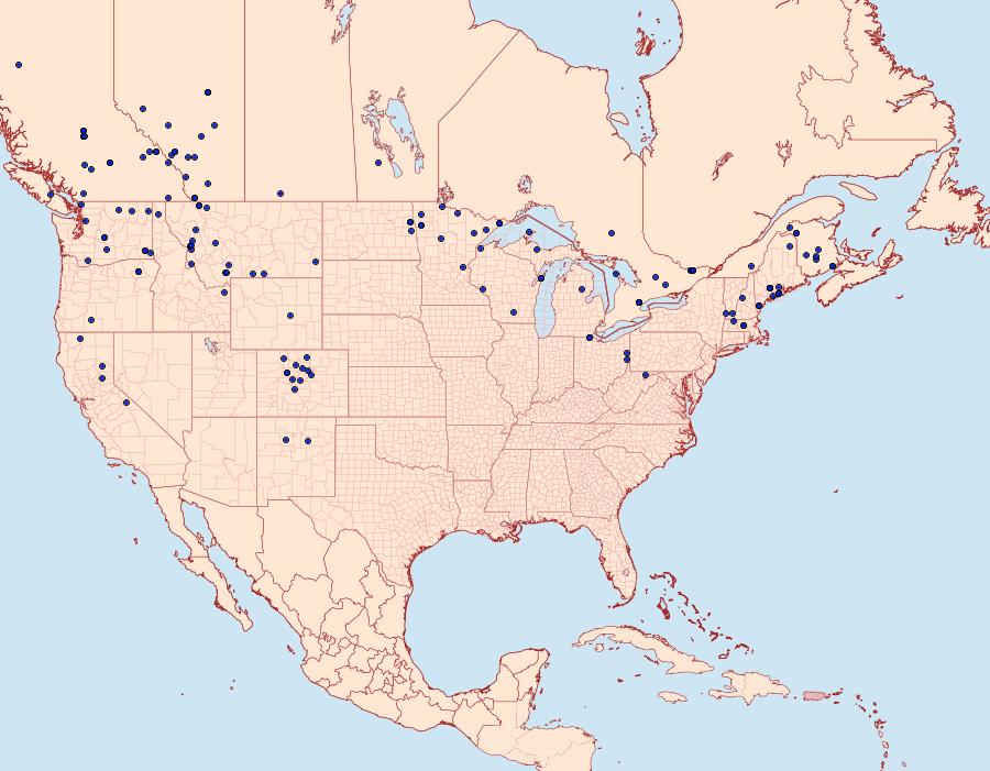 Distribution Data for Polia purpurissata