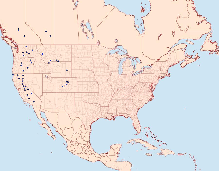 Distribution Data for Polia nugatis