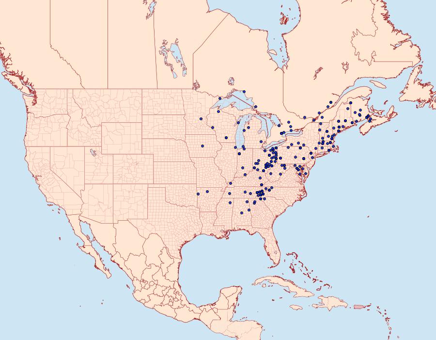 Distribution Data for Morrisonia latex