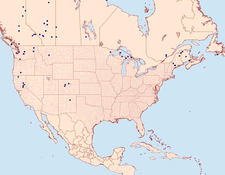 Distribution Data for Lacanobia radix