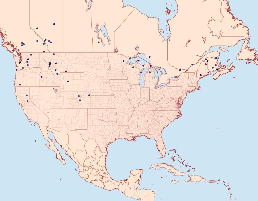 Distribution Data for Trichordestra tacoma