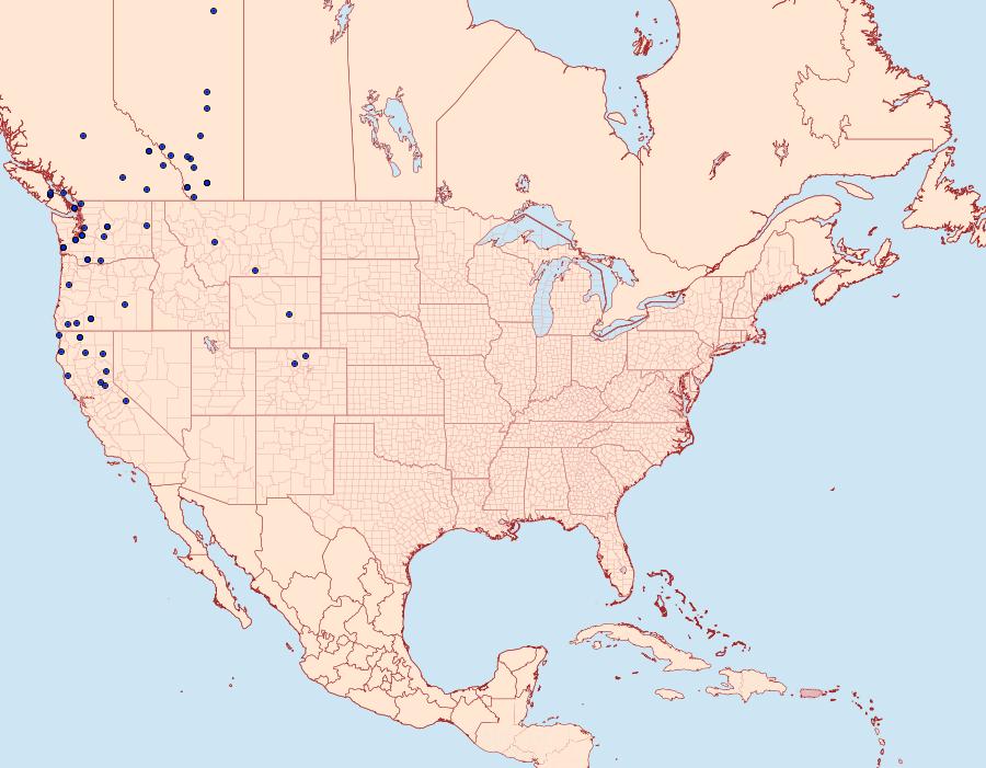 Distribution Data for Trichordestra liquida