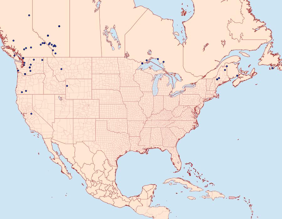 Distribution Data for Papestra cristifera